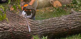 Best Tree Disease Treatment  in USA